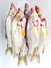 Group of raw frozen fish on ice