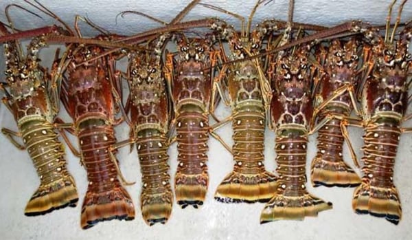 floridakeys-spiny-lobster