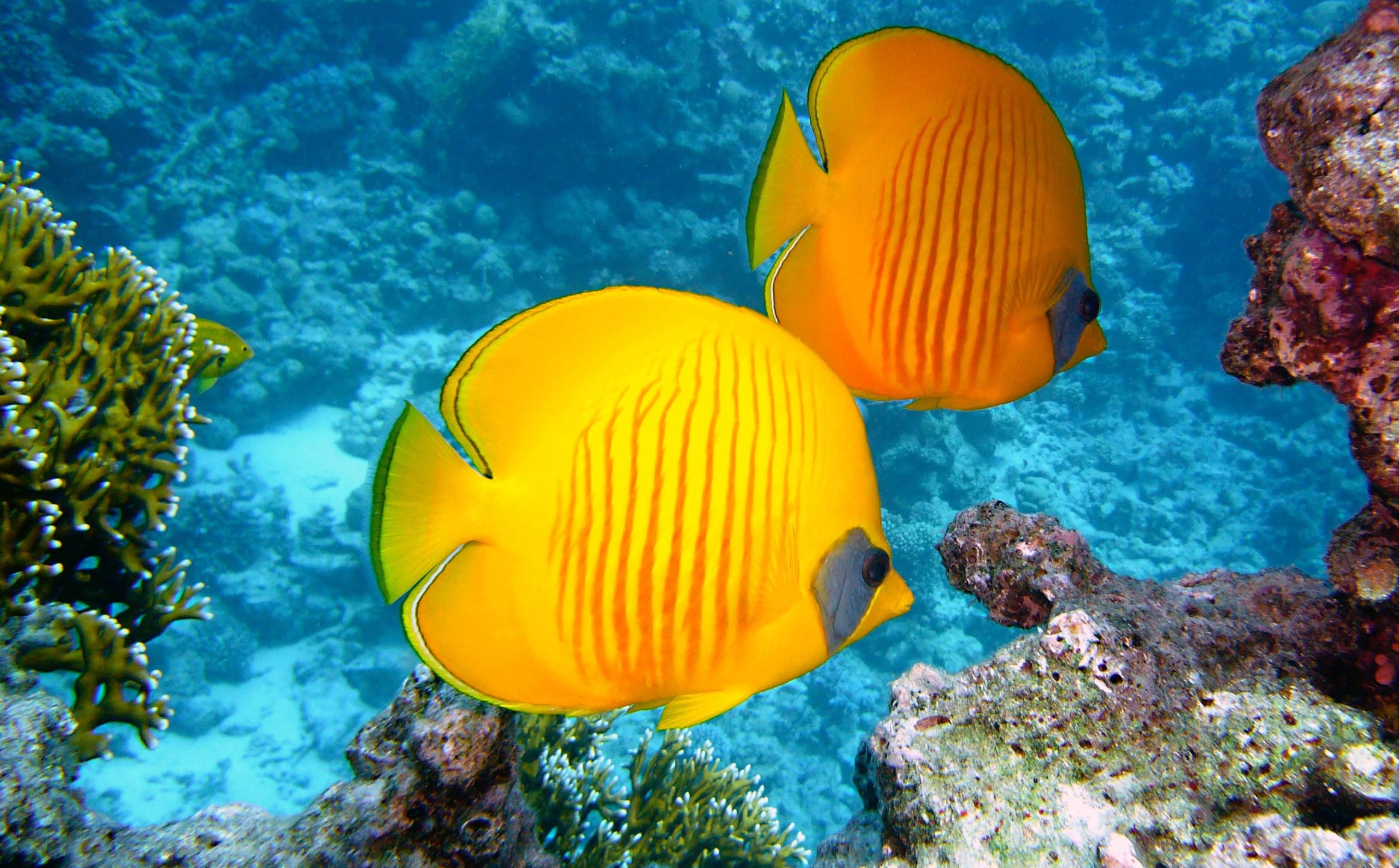 joakant-lemon-butterflyfish-380037 (2)